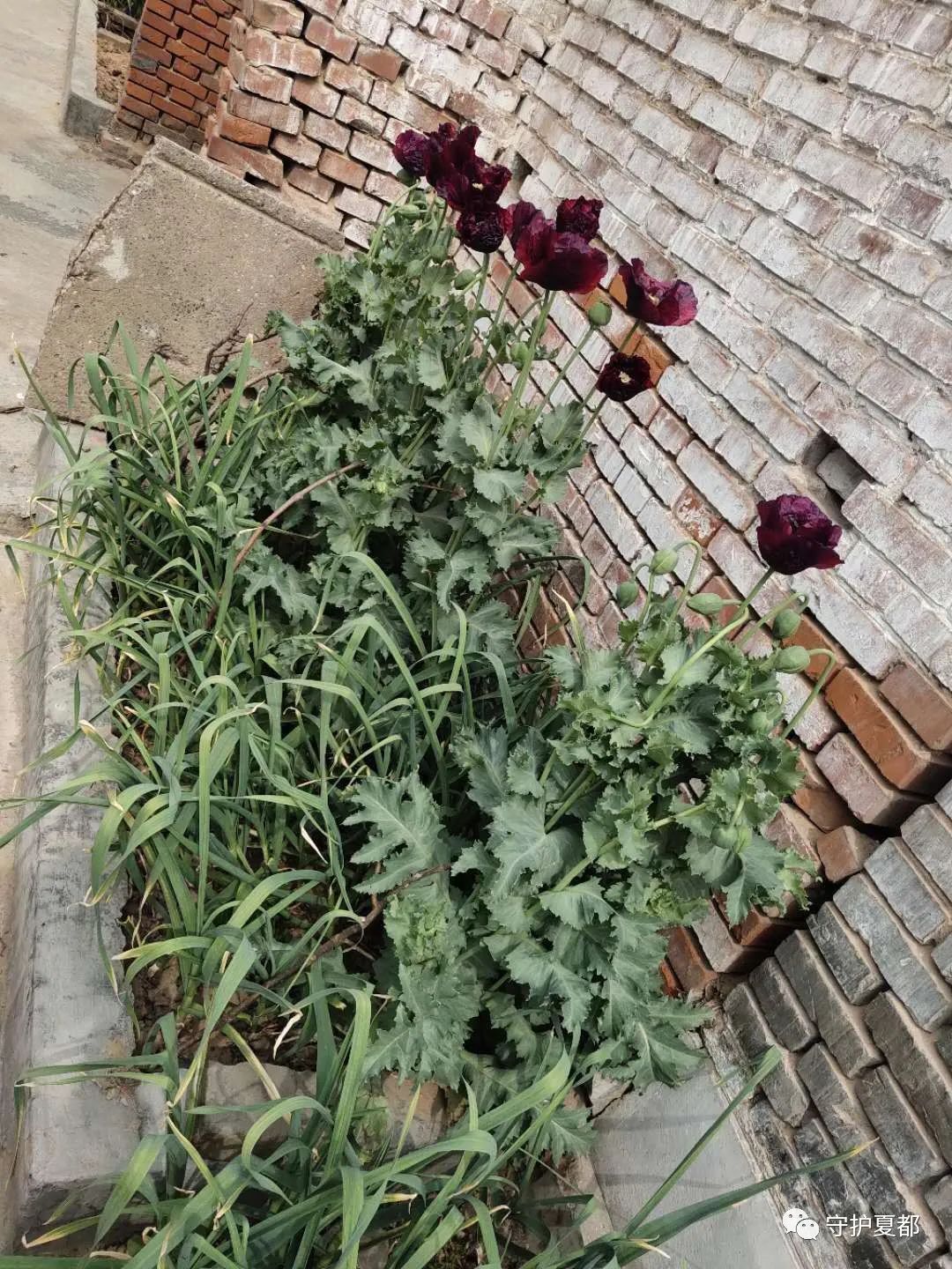 种植此种作物是违法的，近期禹州公安民警在严查！