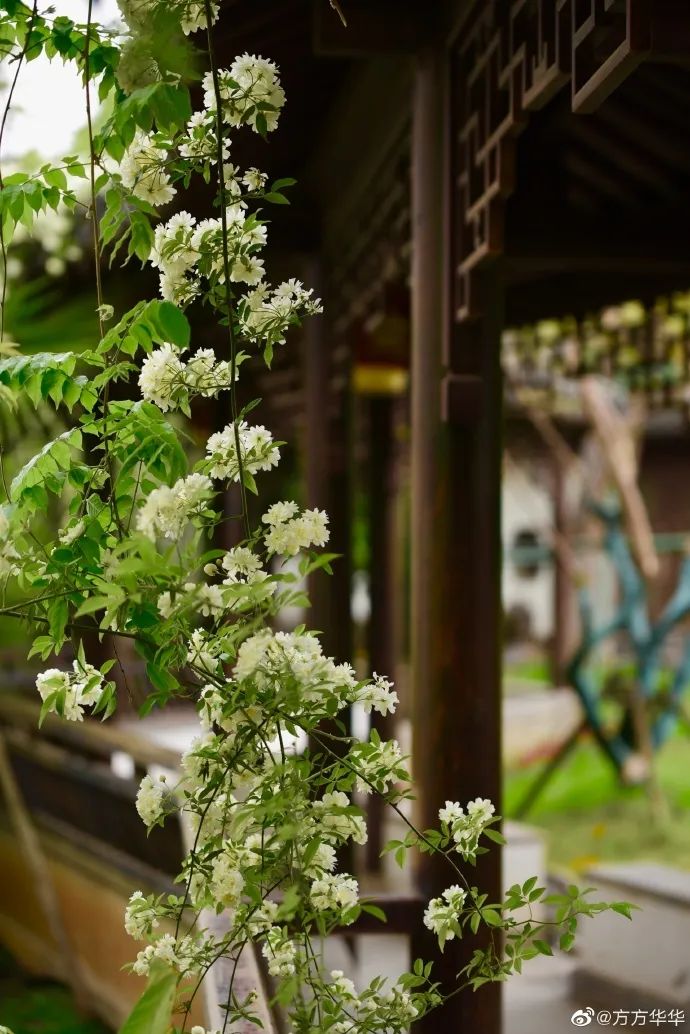 花漾秦淮|最是一年春好处，木香盛放醉秦淮
