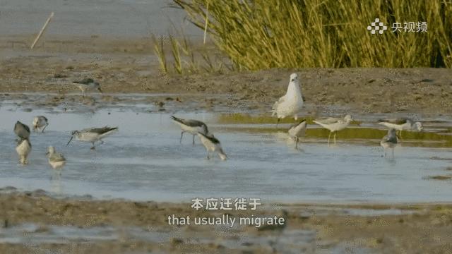 盐城最厉害的勺子,盐城铜勺子