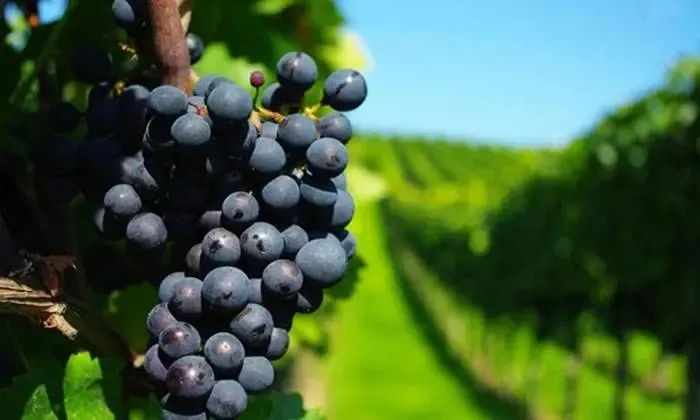 各类肌肤的实用美白技巧,美白牛奶肌的秘密在这里