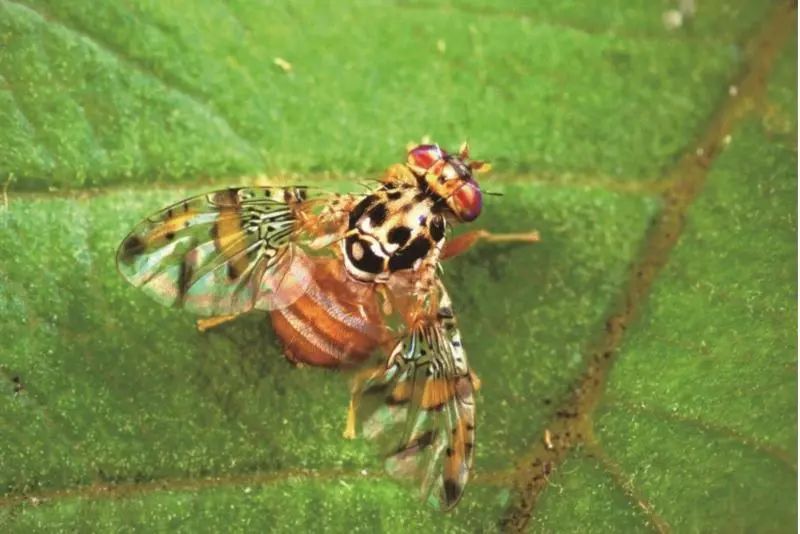 还有人从国外寄来20多只果蝠标本？海淘代购注意了，邮寄蜥蜴、盆景入境，可能会入刑