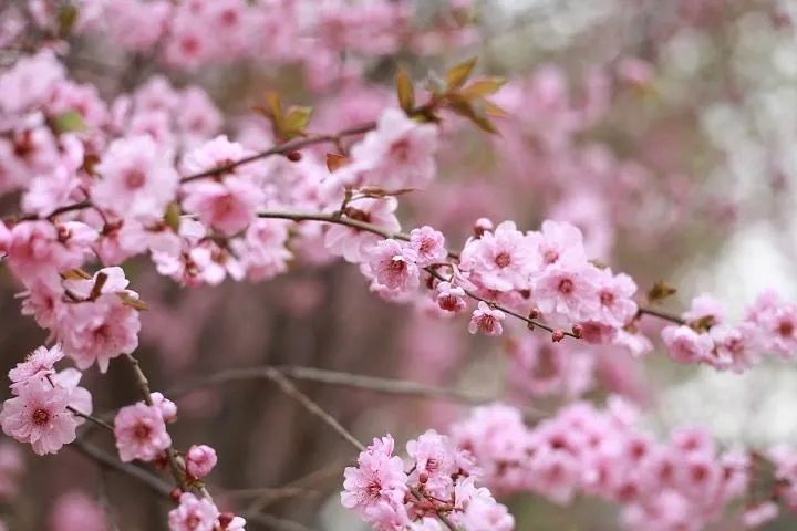 北京春季和秋季花粉过敏哪个厉害,预防花粉皮肤过敏的正确方法