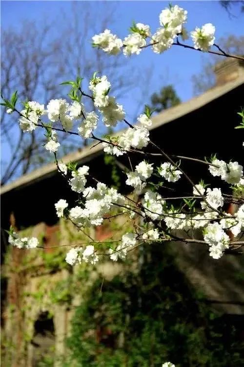 北京春季和秋季花粉过敏哪个厉害,预防花粉皮肤过敏的正确方法