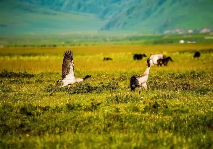 航拍阿坝农村视频,阿坝风景全景视频