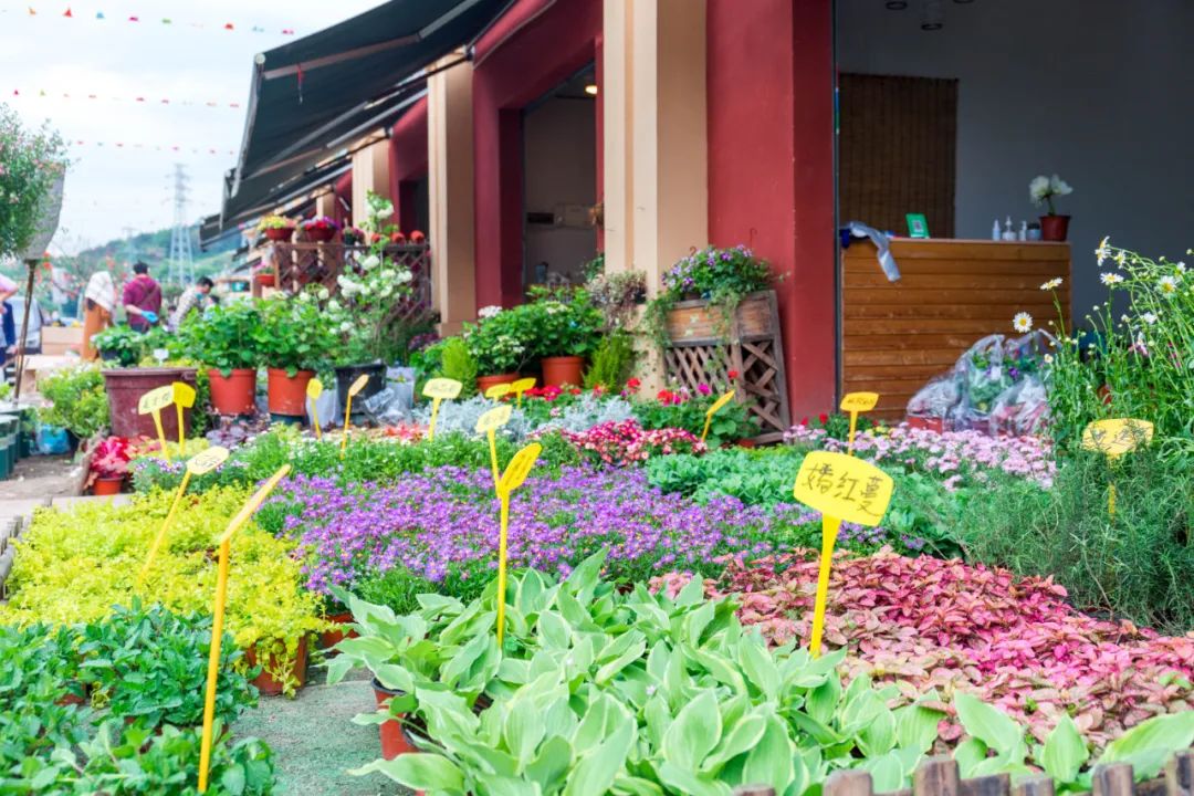 重庆最大的花市需要门票么,重庆最大的花市怎么走