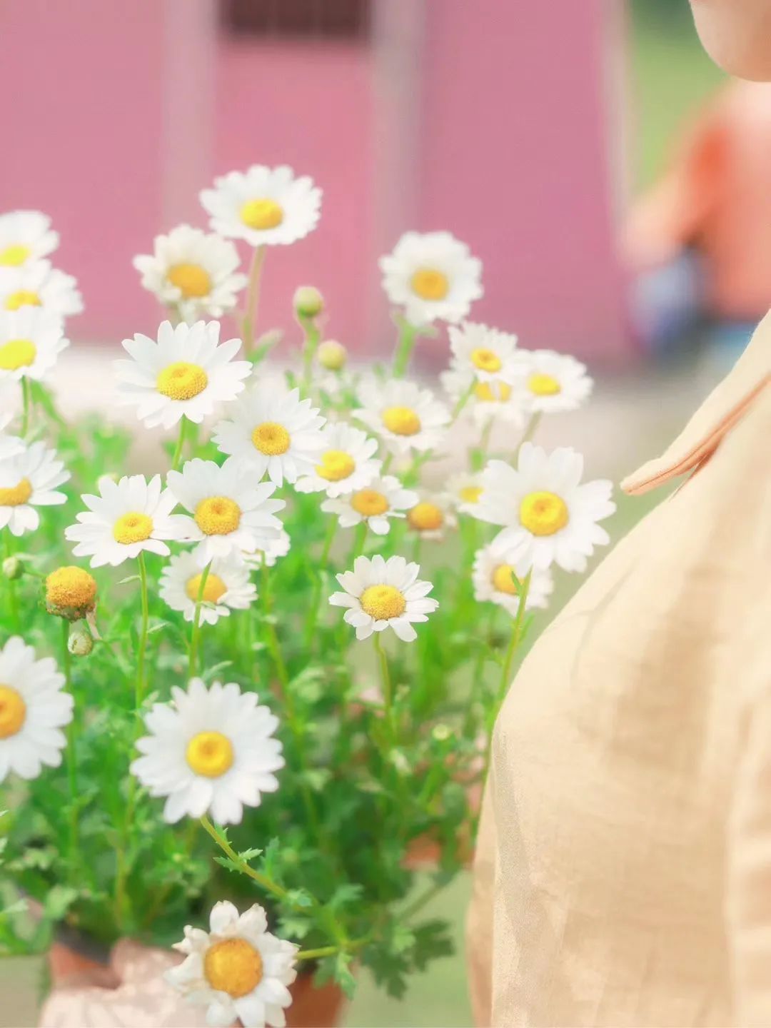重庆最大的花市需要门票么,重庆最大的花市怎么走