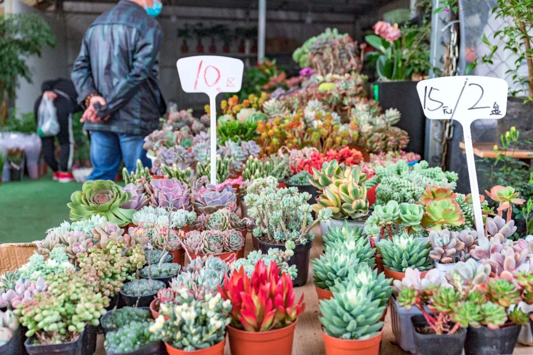 重庆最大的花市需要门票么,重庆最大的花市怎么走