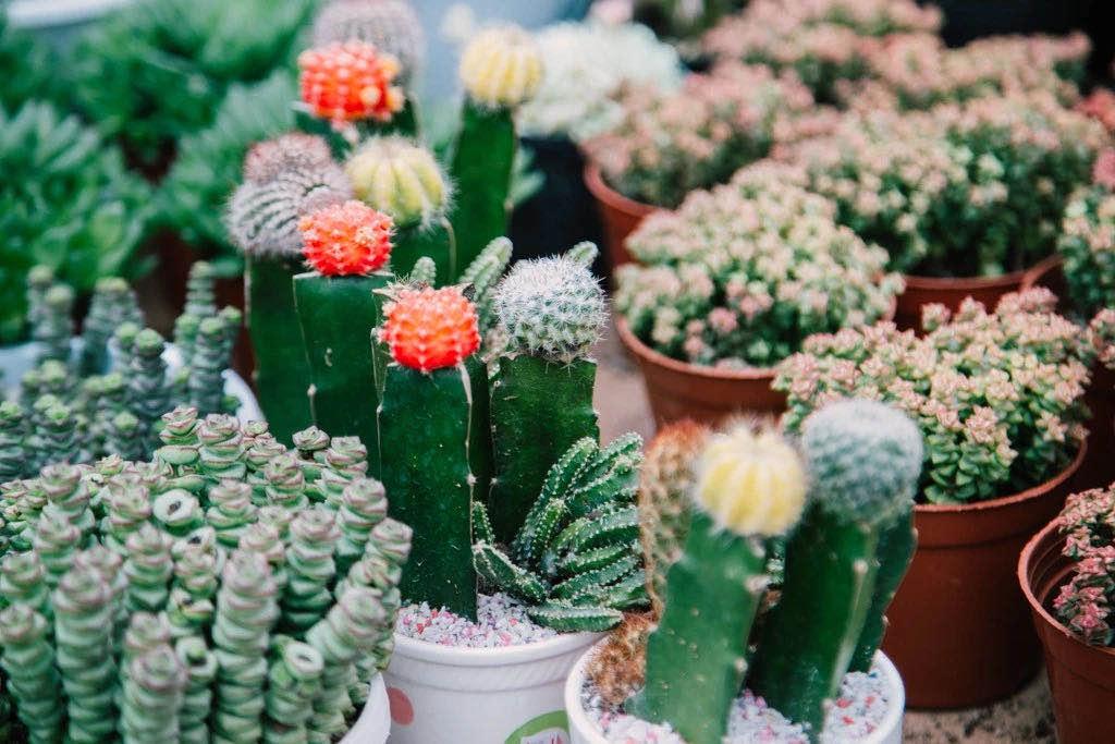 重庆最大的花市需要门票么,重庆最大的花市怎么走