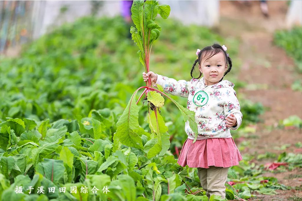 踏青江宁,南京江宁踏青赏花好去处