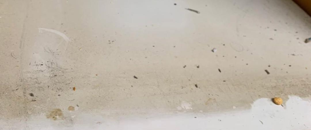 为什么房子里总有小毛毛,为什么房子里面会长蘑菇科学探究