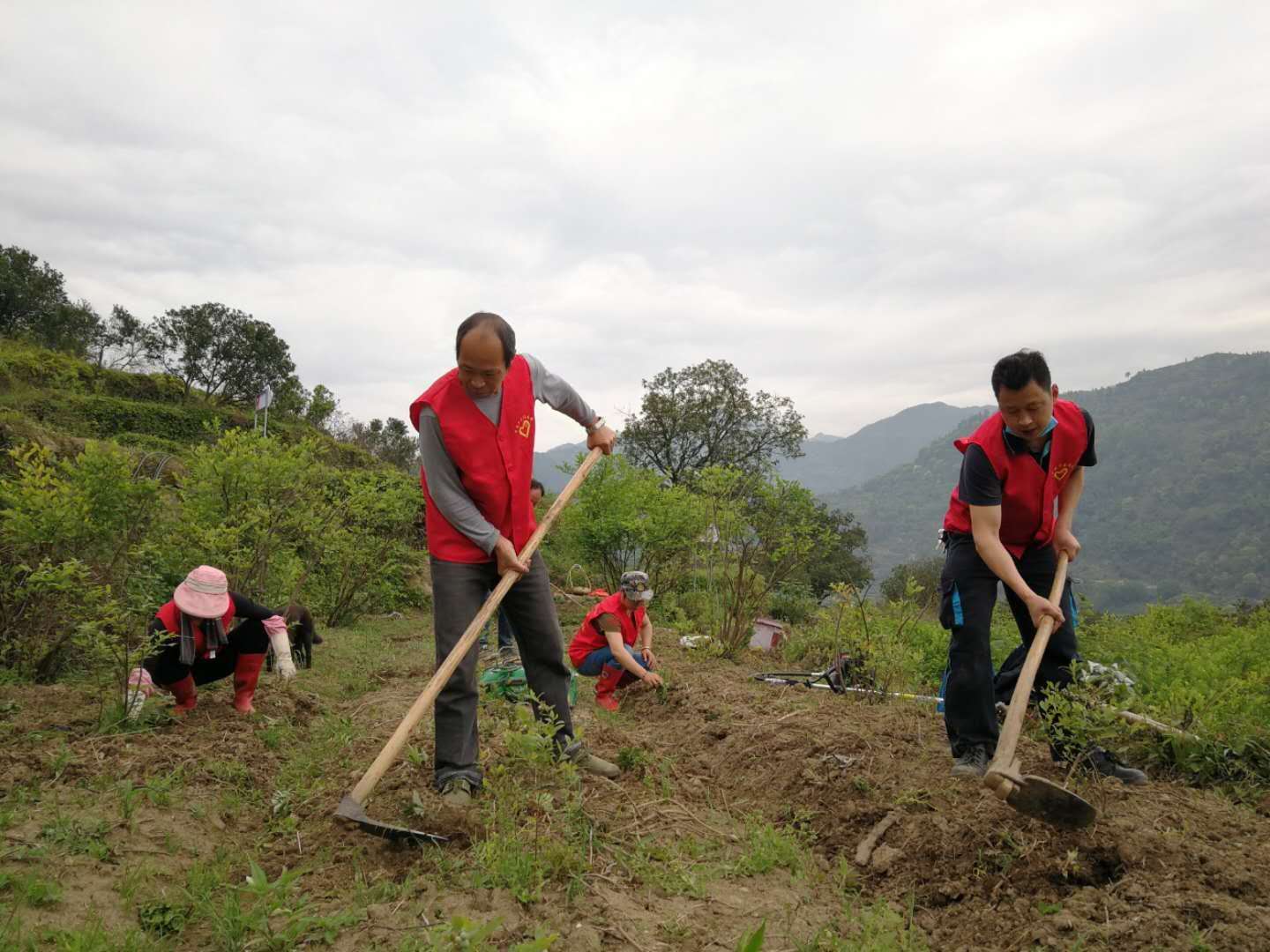 青田县贵岙兴村果园突击队再发动，套种巧促增收