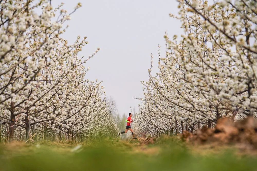 观察|“停摆”带来重压行业或将调整——疫情之下的中国马拉松产业