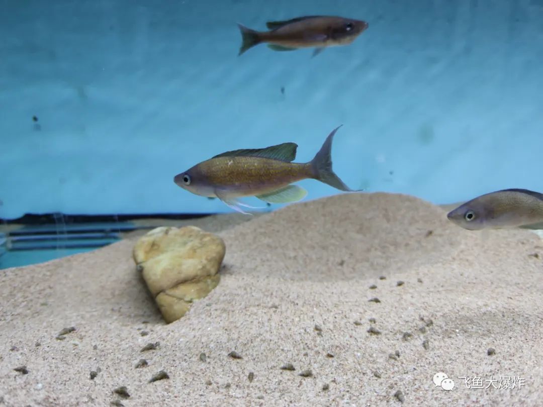 2020慈鲷筑巢大赛~非洲三湖沙雕艺术家的盛宴