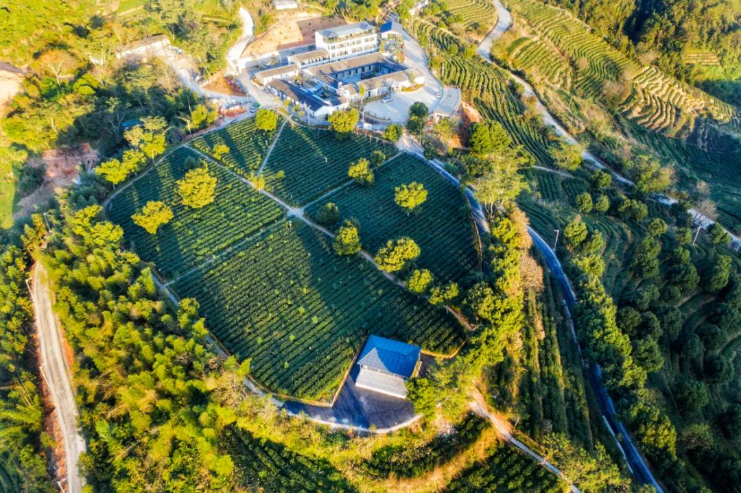 正宗安溪好茶,安溪正宗茶