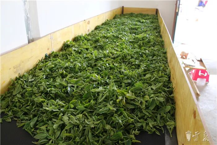 云南山头春茶价格表,云南冰岛春茶价格