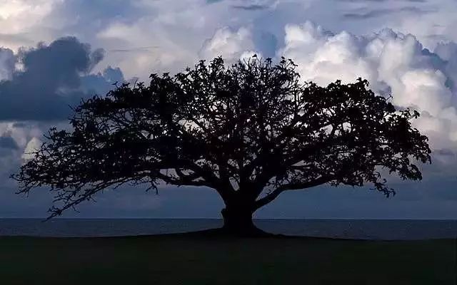 30缸一棵莫斯树造景,莫斯树和丹麦红玫瑰造景