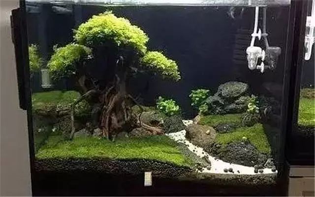 30缸一棵莫斯树造景,莫斯树和丹麦红玫瑰造景