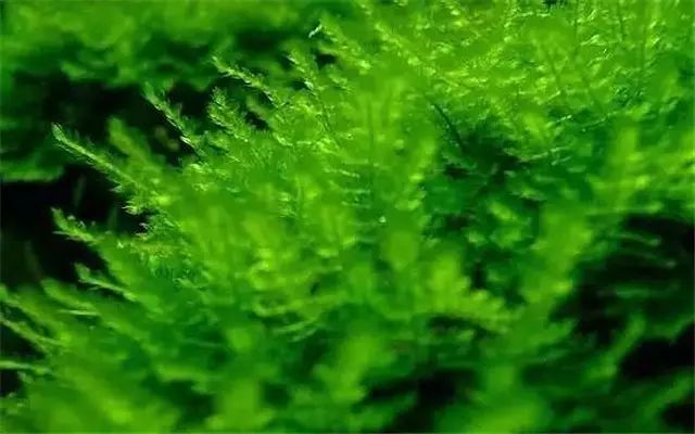 30缸一棵莫斯树造景,莫斯树和丹麦红玫瑰造景