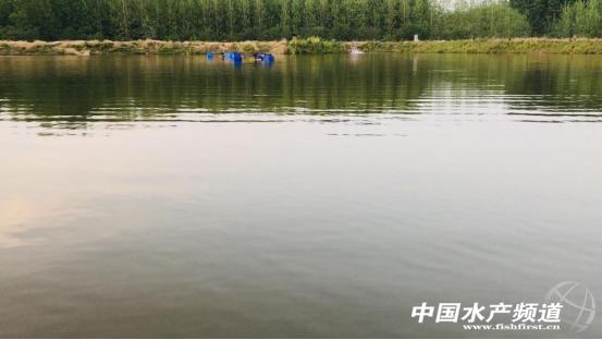 黄颡鱼爆发性死亡,黄颡鱼爆发性死亡怎么治疗