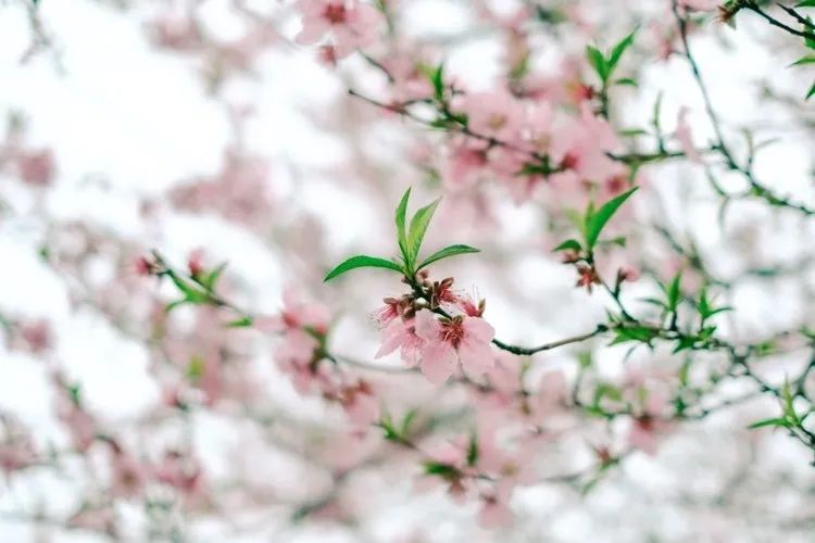 从燕园到家乡丨一种相思，两处*光春**