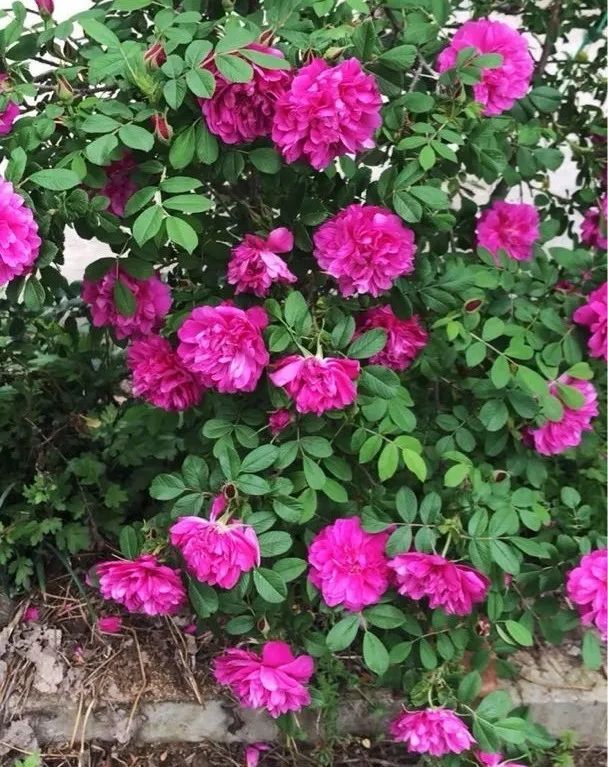 绿道科普展,绿道科普看初夏街头满目芳菲