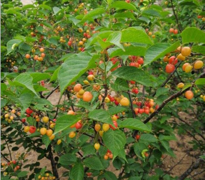 樱桃熟了五一好去处,采摘樱桃好去处五莲