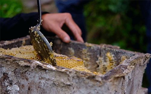 酿造百花蜜,酿造农家百花蜂蜜