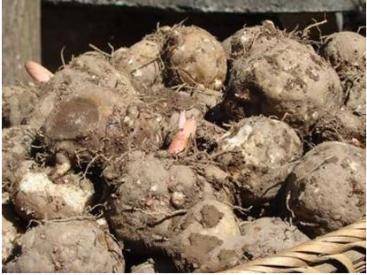 山海一家亲,共品巫山味!巫山农产品线上特卖会今儿“开市”