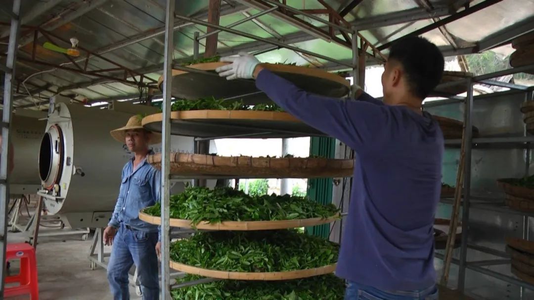 仙人茶每斤多少钱,多祝仙人茶价格