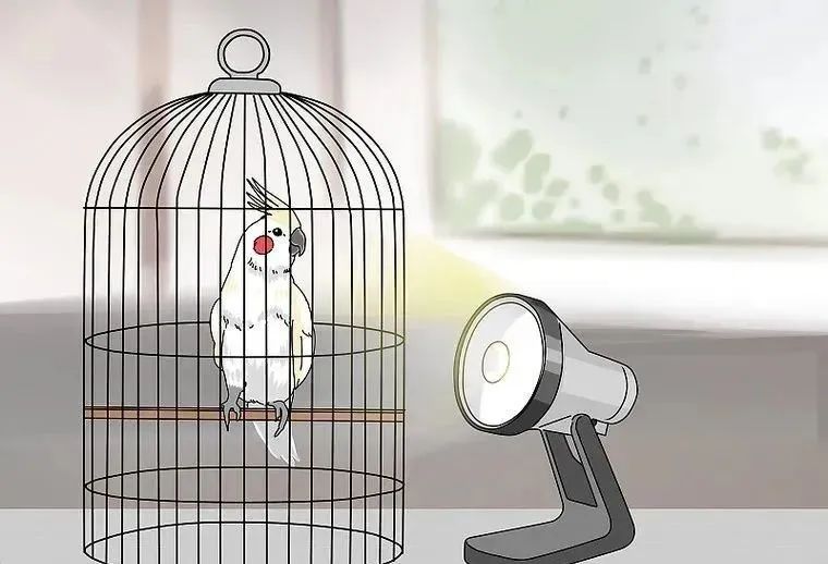 心疼……鸡尾鹦鹉拉稀了，怎么办？