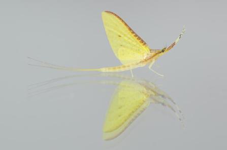 揭开令人厌恶的面纱,它们竟是治愈系的小精灵