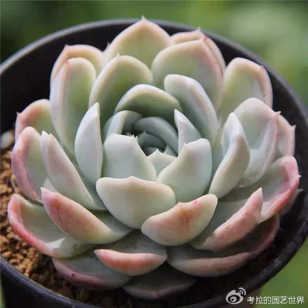 那些年被肉友爱过且脸盲过的月影系！你都有吗？