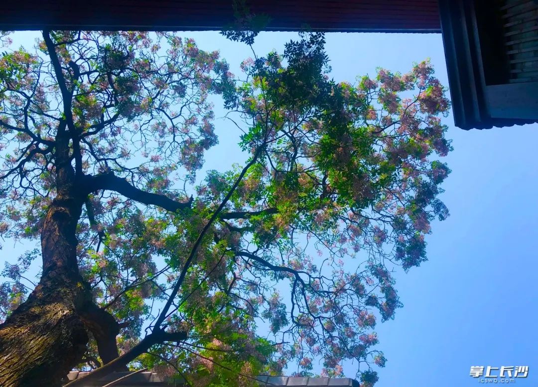 何立伟：收拾金瓯一片——开福老城区记游