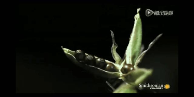 植物大战僵尸盘点那些奇葩的植物,植物大战僵尸最诡异的十大植物