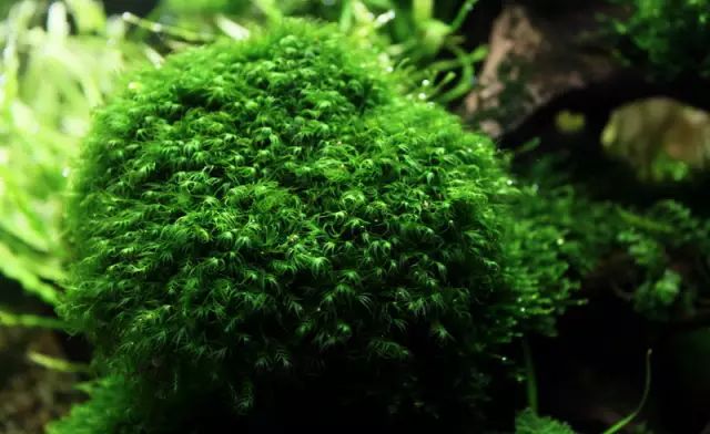 草缸适合养哪些冷水生物,纯绿苔缸适合养什么