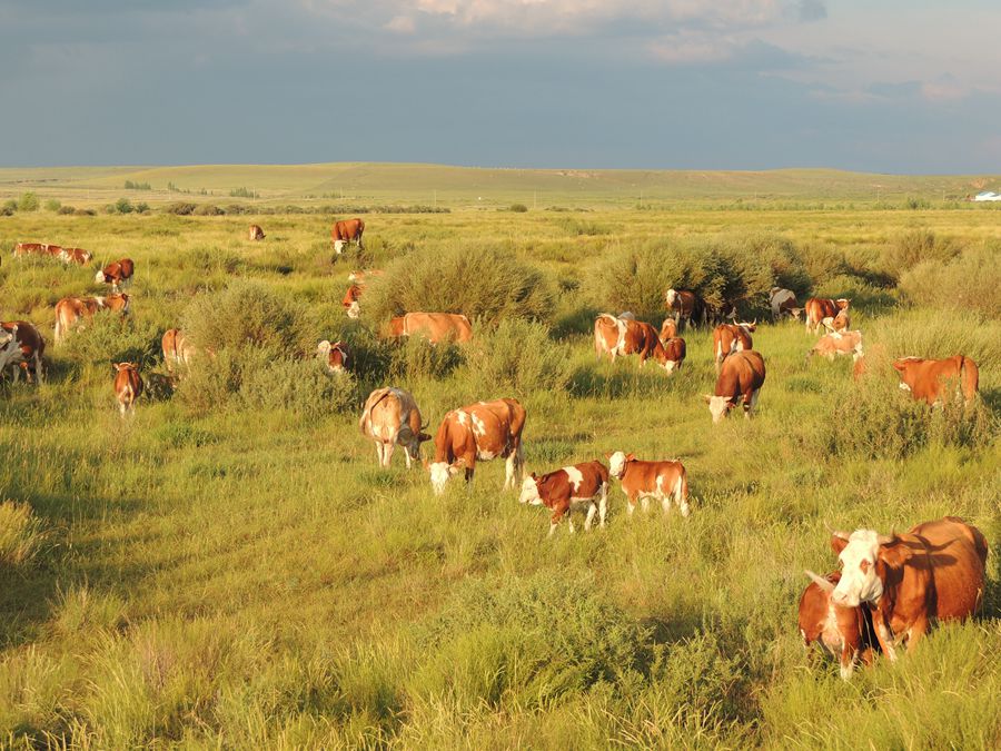 中国食谱中的内蒙古硬菜,内蒙古硬菜100道