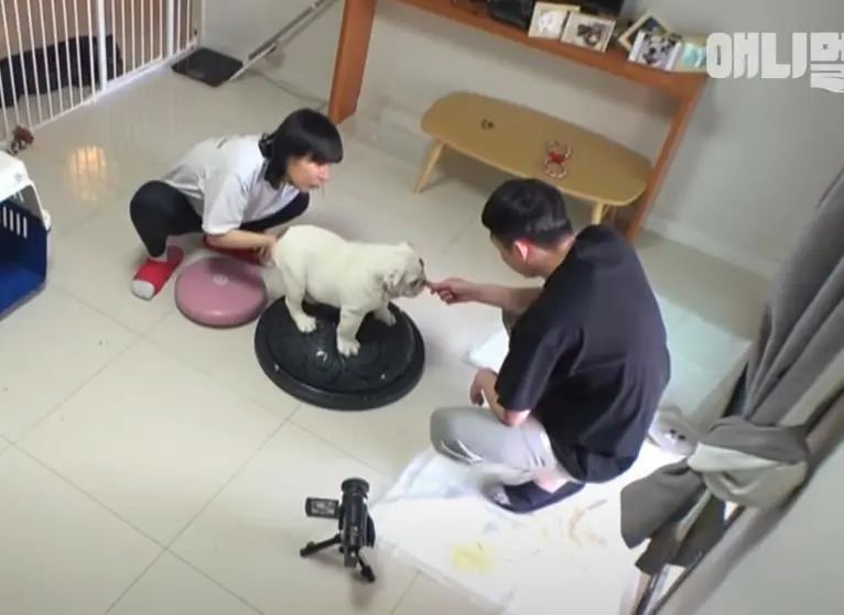 小奶狗怎么越吃越瘦是什么原因,小奶狗太瘦如何快速长胖