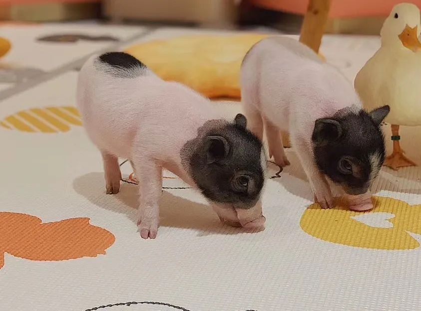 网友吸猫撸狗,吸猫撸狗的地方