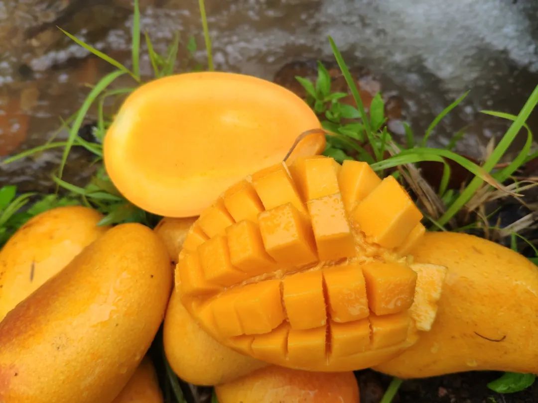 小台芒纯甜多汁1斤,台农小芒果9.9元5斤
