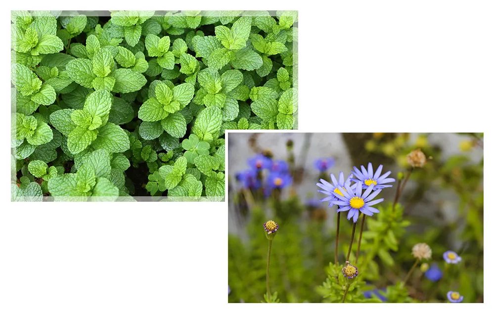 喷花露水驱蚊止痒,黄圣依代言的保湿防晒喷雾