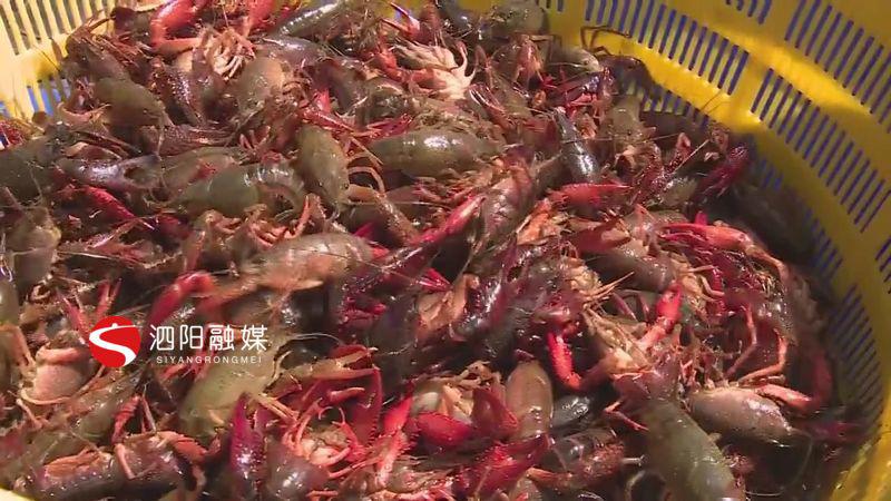 泗阳小龙虾多少钱一斤,宿迁小龙虾养殖基地