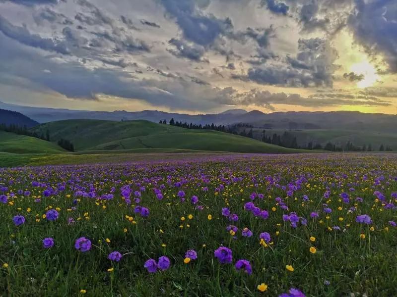 新疆伊犁大草原最美的季节来了,新疆伊犁的春天来了