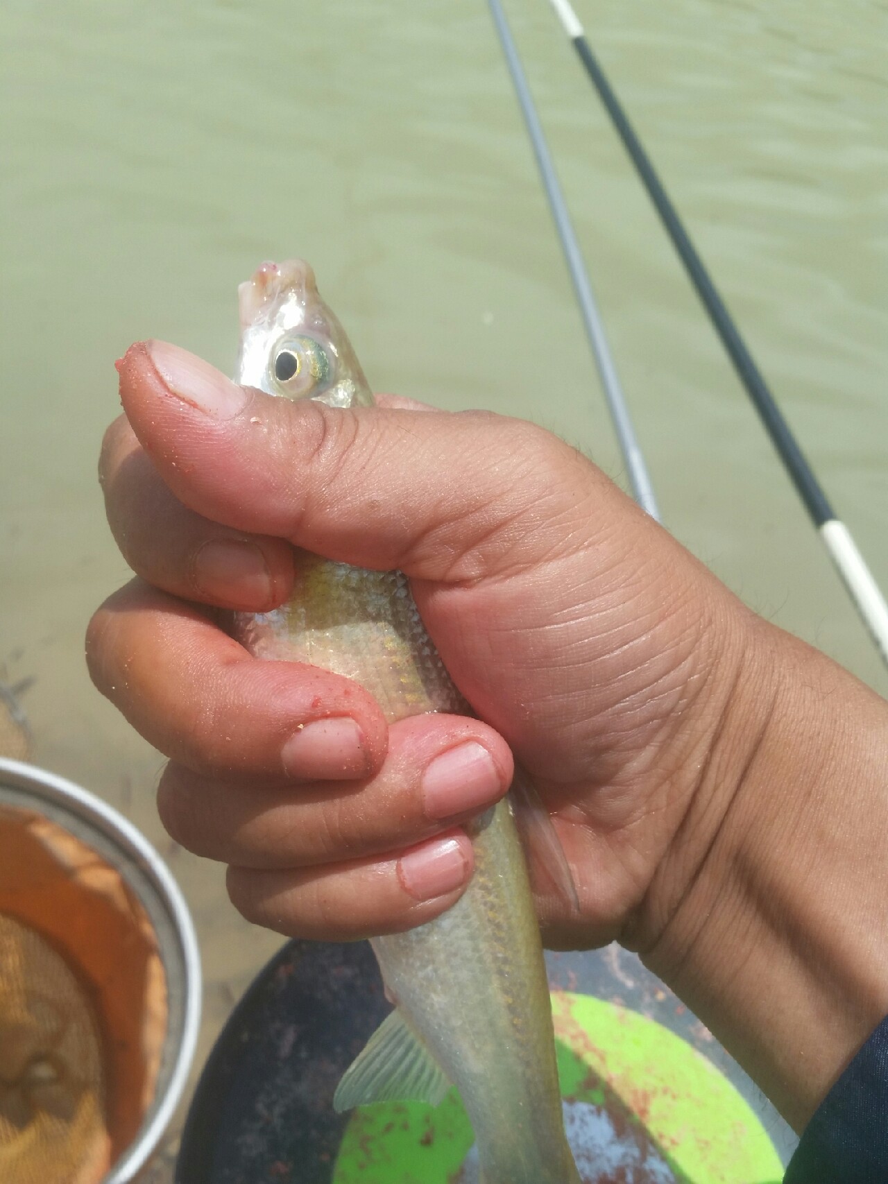 喜欢你！515狂拉不断！探钓永春红五一水库