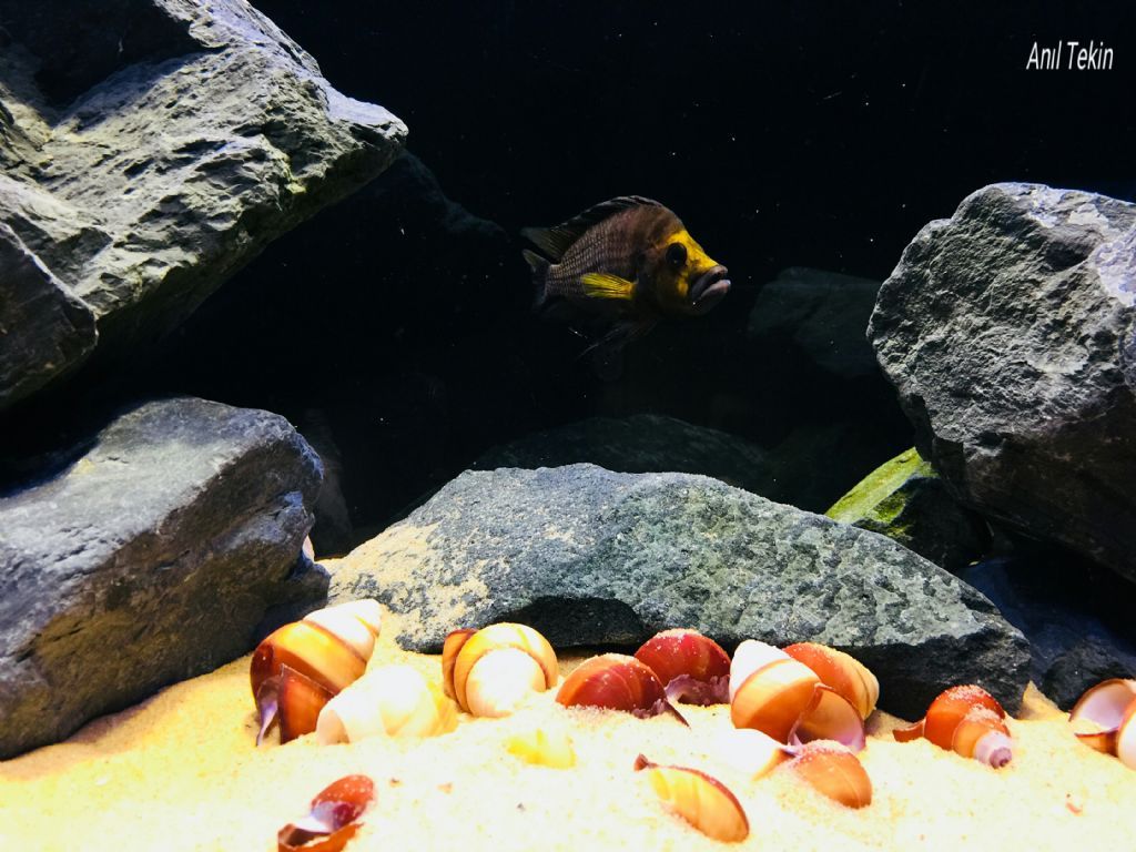 坦干喀伊湖纪录片全集,坦干伊喀湖图片