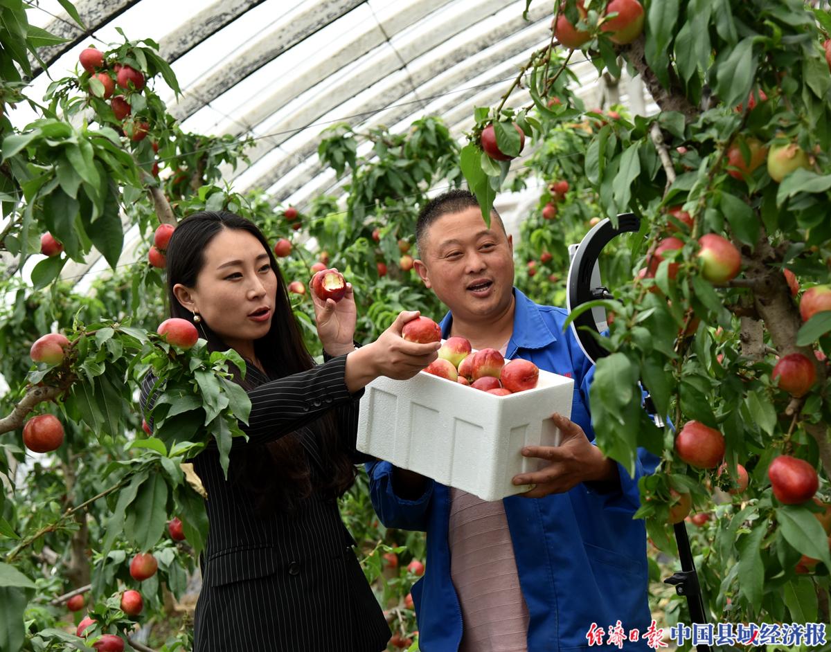 2022年砀山油桃的销量,砀山葛集镇油桃电商节