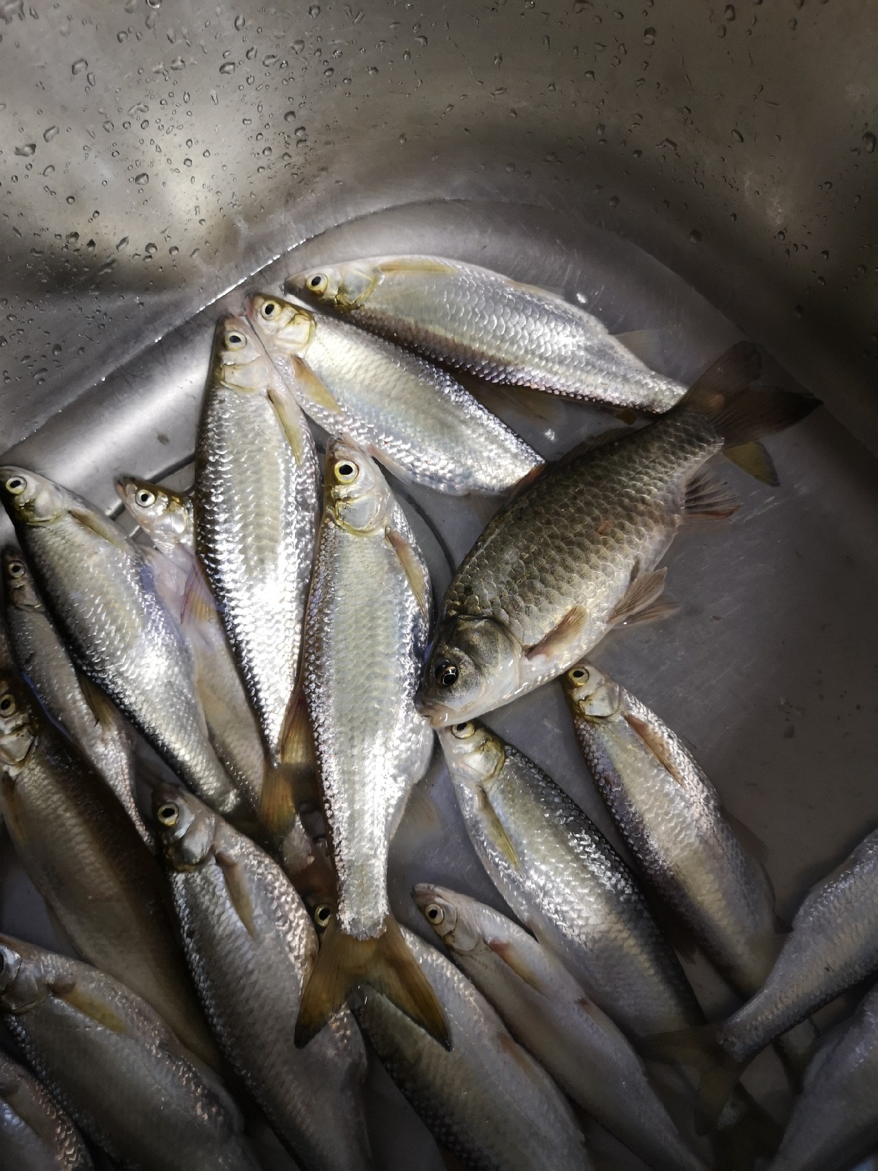 大餐条拉得很有手感，就是太费子线