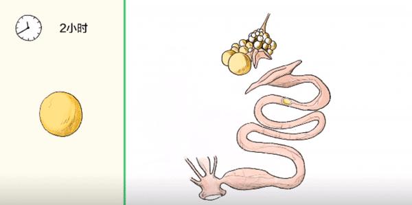 超市的鸡蛋上为什么没有屎,超市鸡蛋表面有屎好还是没有屎好