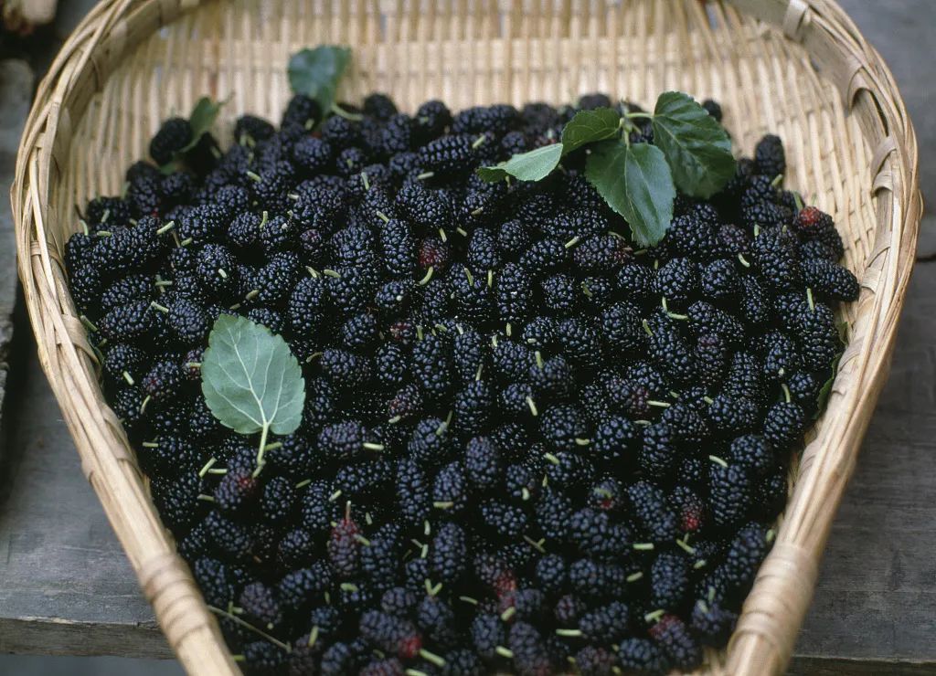 小满节气英文怎么说,二十四节气中的小满用英语怎么说