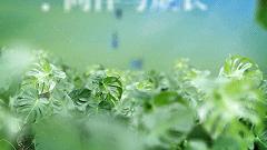 童年的玩伴是什么,童年的玩伴成年人的回忆