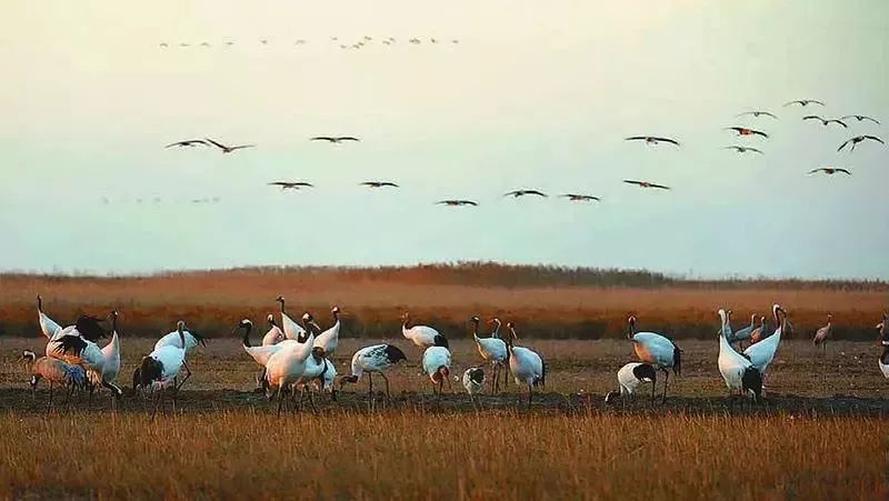 盐城最厉害的勺子,盐城铜勺子